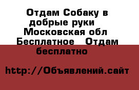Отдам Собаку в добрые руки  - Московская обл. Бесплатное » Отдам бесплатно   